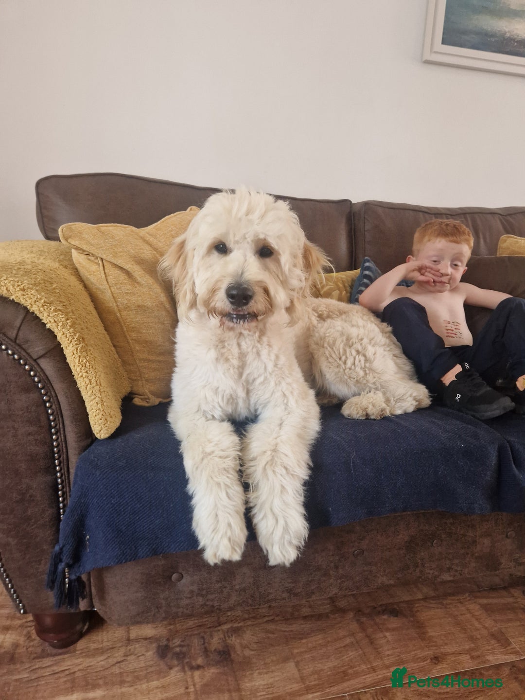 Goldendoodle dogs for stud: Beautiful large goldendoodle for stud - Image 3