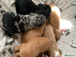 Cockapoo dogs Cockapoo Puppies X2 Girls & X5 Boys - Advert 1