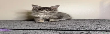 Silver tabby boy