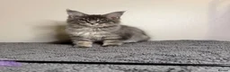 Maine Coon cats for sale: Stunning Maine Coon kittens - Advert 6