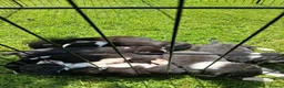 Border Collie dogs for sale: Beautiful border collie pups *3 dogs available* - Advert 4
