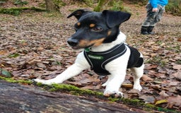 Jack Russell dogs for sale: Miniature Jack Russell Terrier - Image 1