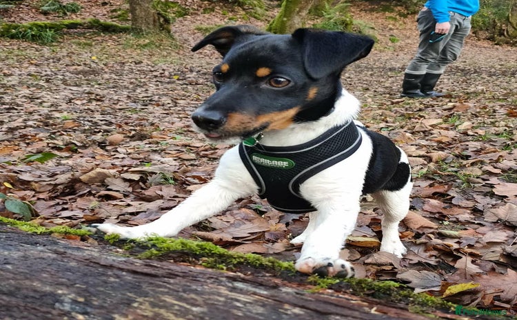 Jack Russell dogs - Advert 2