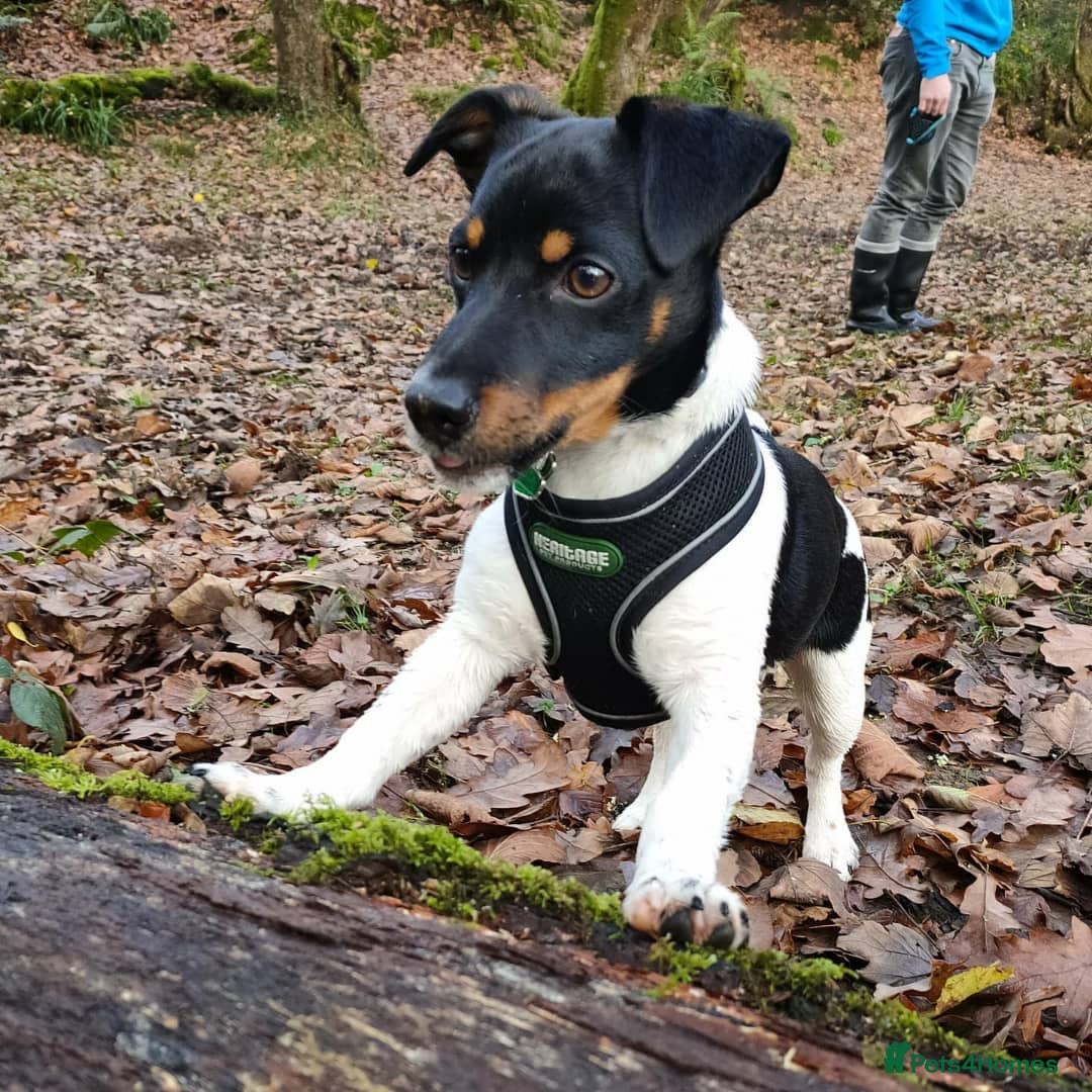 Jack Russell dogs for sale: Miniature Jack Russell Terrier - Image 1