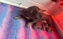 French Bulldog dogs for sale: 2nd litter of ⭐Jesus⭐️ natk9 frenchies - Image 3