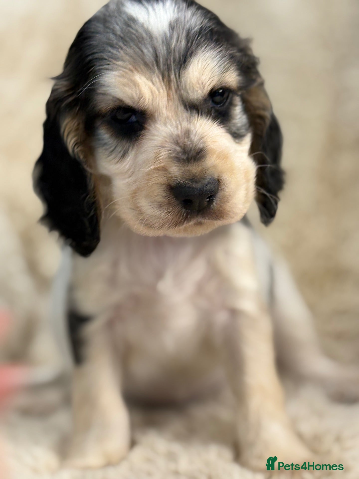Cocker Spaniel dogs Extensively health tested show cocker spaniel pups - Advert 2