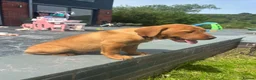 Labrador Retriever dogs for sale: Stunning litter of Fox red puppies  - Advert 10