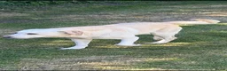 Labrador Retriever dogs for stud: White/golden Labrador stud in Thetford - Advert 3