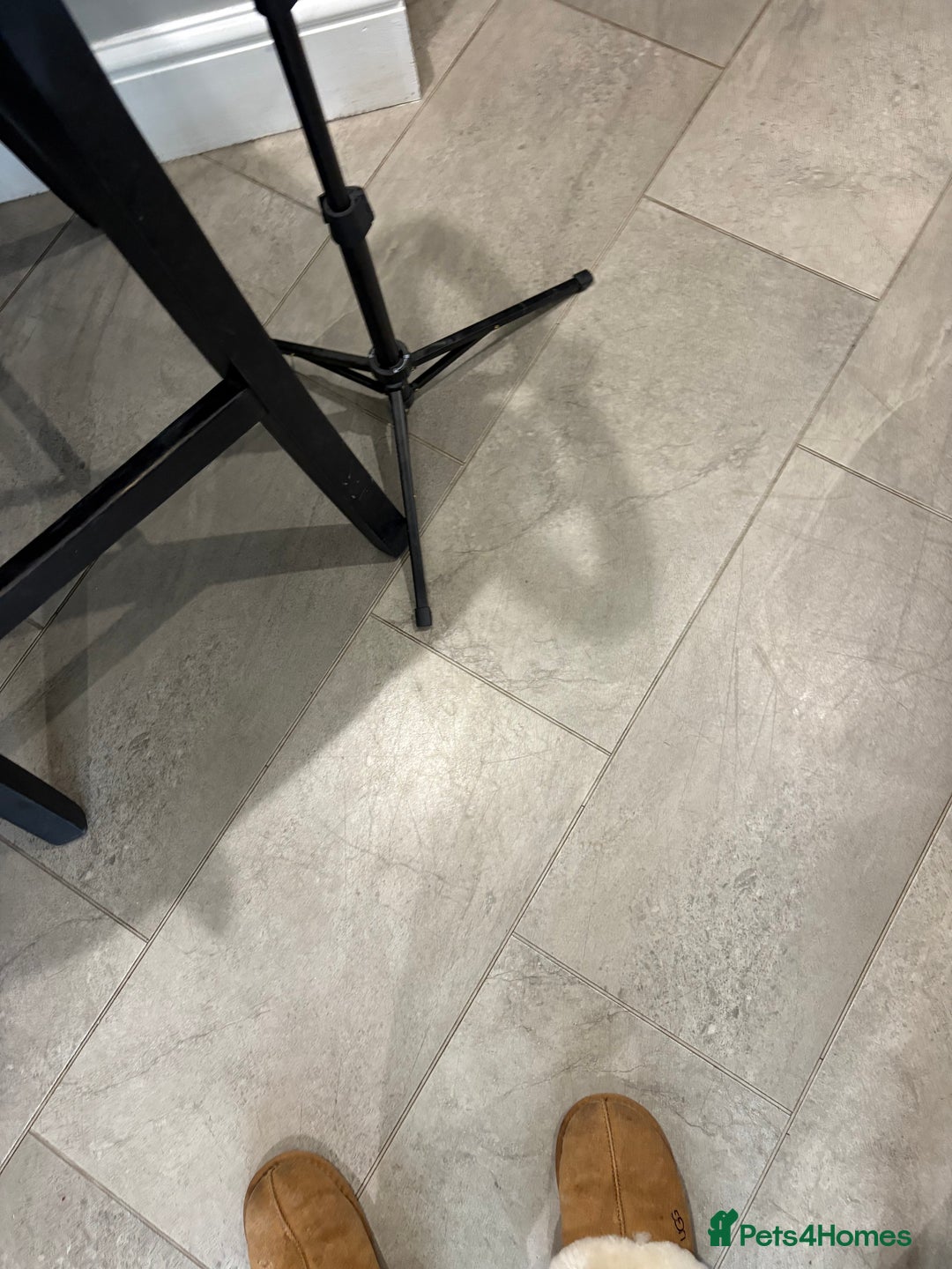 Welsh Corgi Pembroke dogs for sale: Top quality corgi puppies  - Advert 14