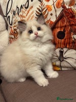 Ragdoll cats - Advert 9