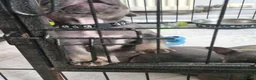 French Bulldog dogs for sale: French bulldog pups in Ballymena - Advert 3