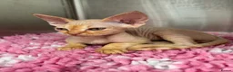 Devon Rex cats for sale: Stunning GCCF Devon Rex kittens.  - Advert 3
