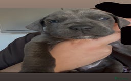 Cane Corso dogs for sale: Cane Corso first litter of puppies !! - Image 3
