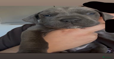 Cane Corso dogs - Advert 4