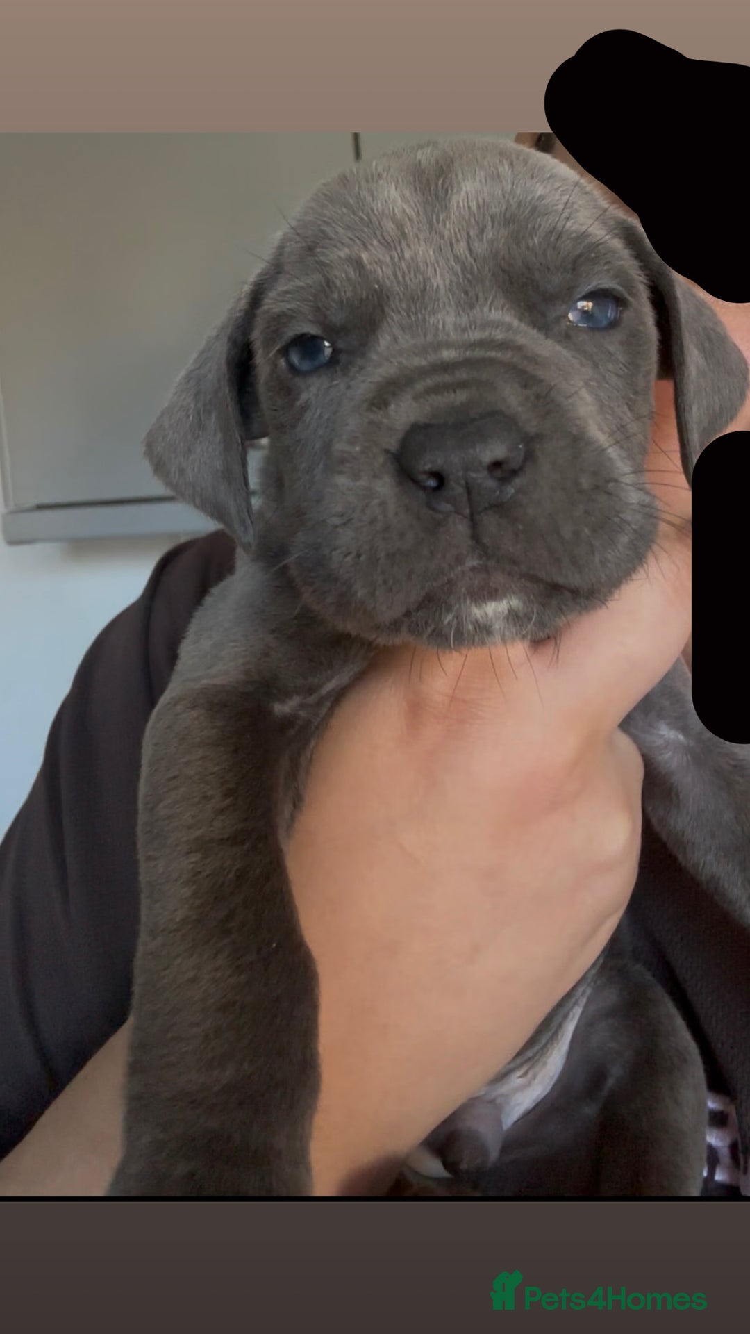 Cane Corso dogs for sale: Cane Corso first litter of puppies !! - Image 3