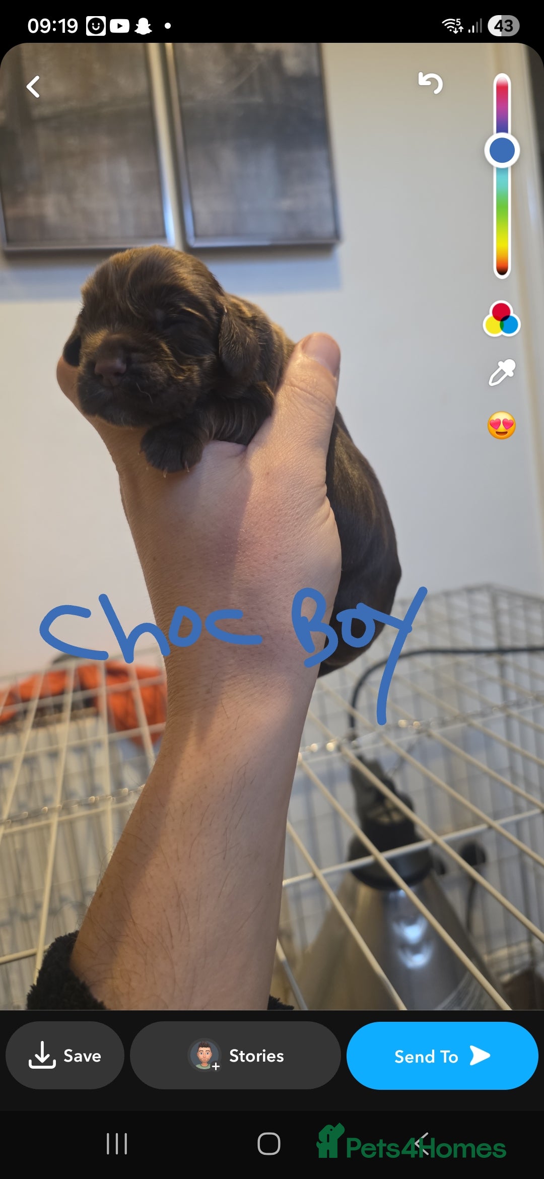 Cocker Spaniel dogs for sale: Kc registered litter - Advert 14