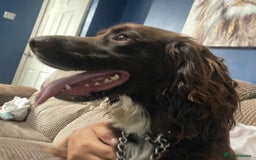 Sprocker dogs for sale: 2 year old sprocker spaniel  - Image 3