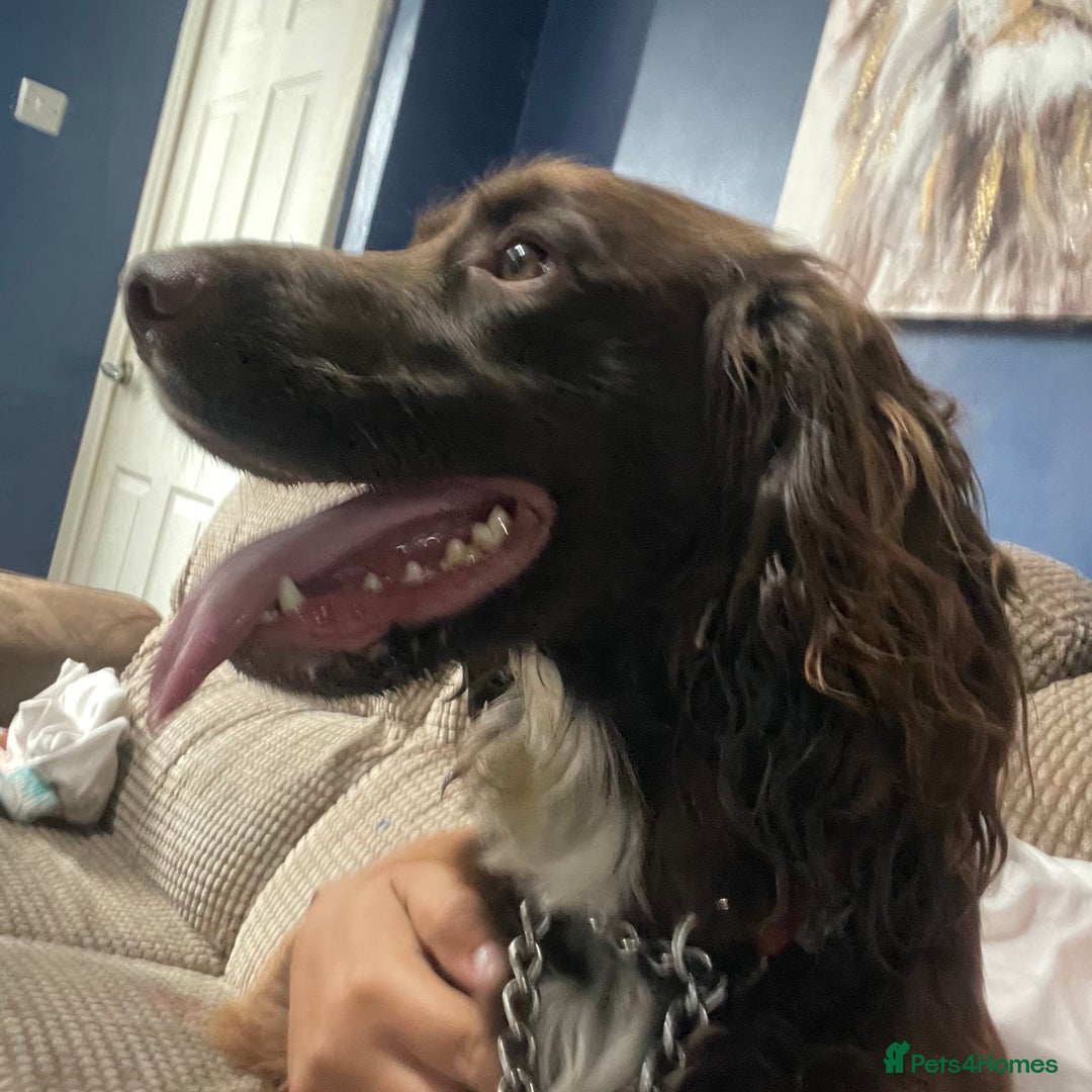 Sprocker dogs for sale: 2 year old sprocker spaniel  - Image 3