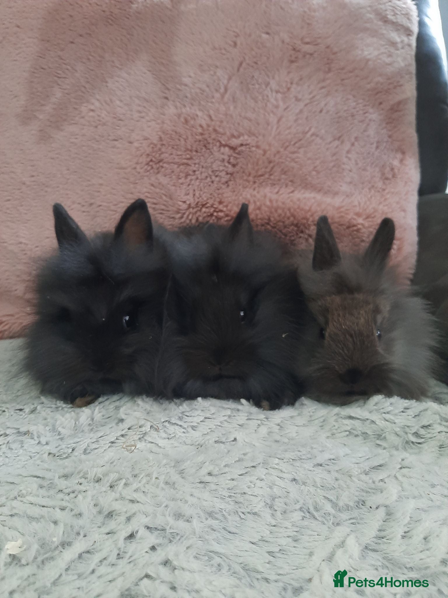 Lionhead rabbits Double main lionhead bunnies  - Advert 3