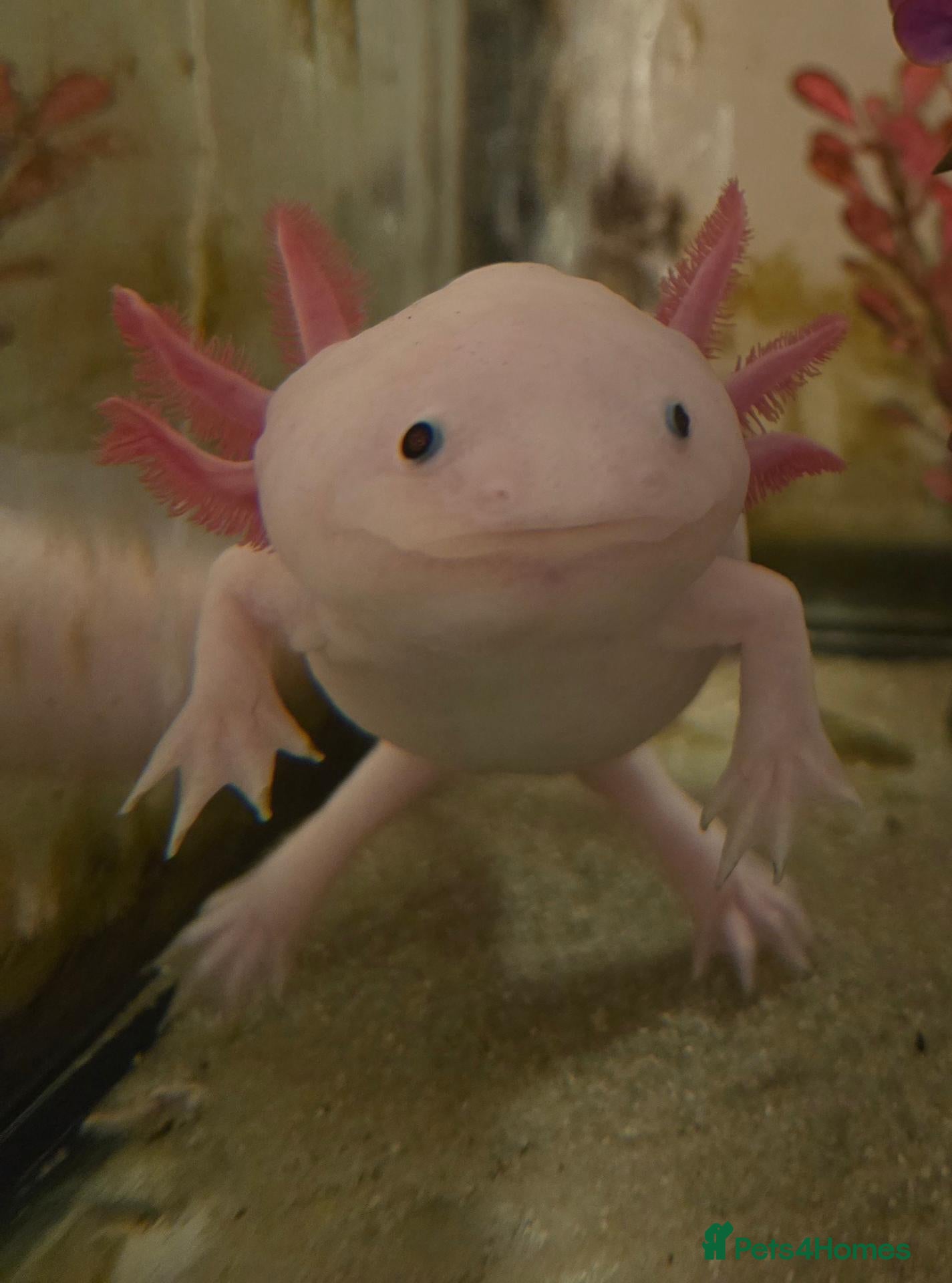 Axolotl reptiles Female Axolotl  - Advert 3