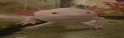 Axolotl reptiles for sale: Female Axolotl  - Advert 1