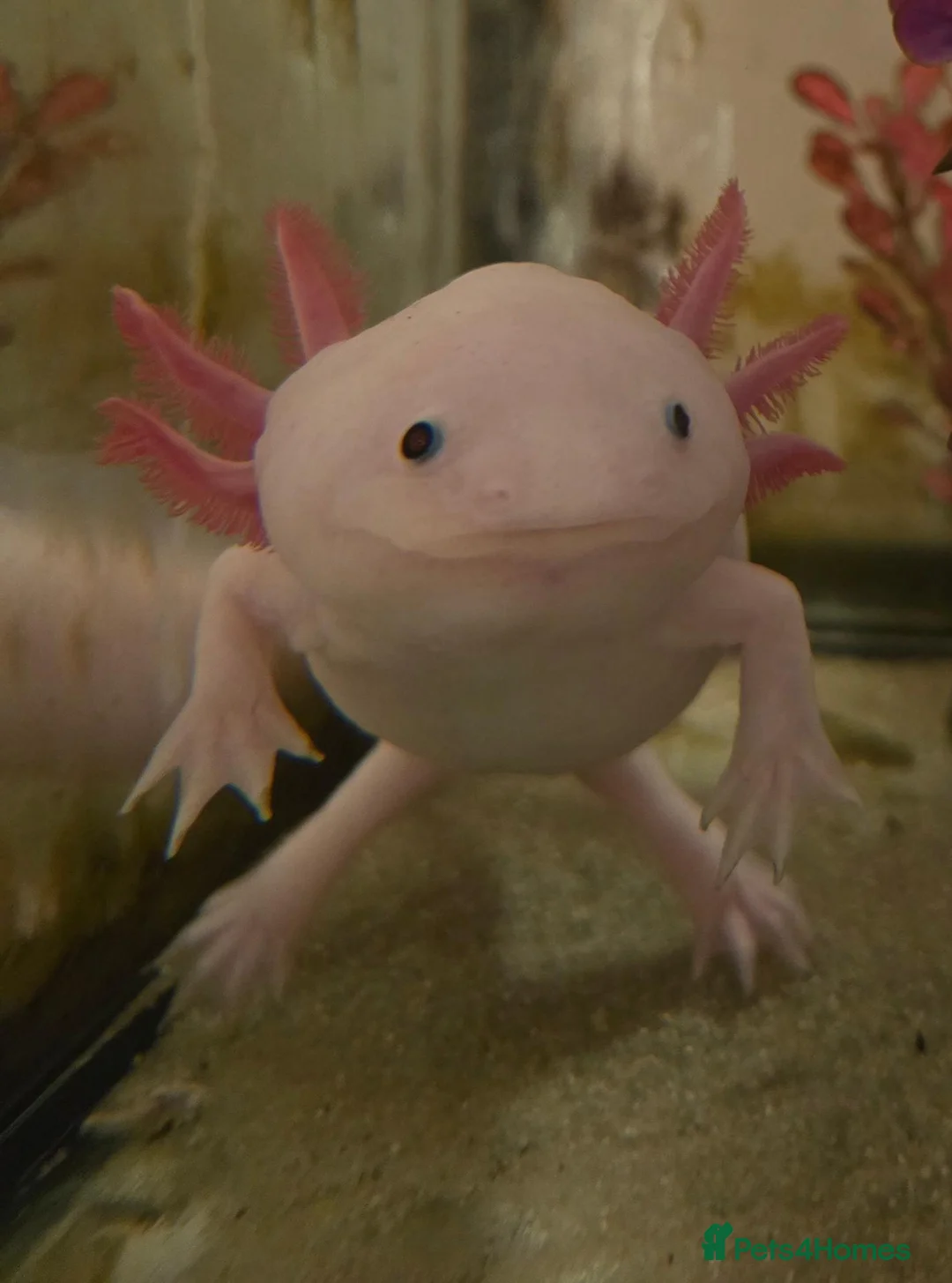 Axolotl reptiles for sale: Female Axolotl  - Advert 1