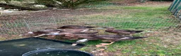 Ducks poultry for sale: 3 Runner beautiful colours and temperaments  in Stowmarket - Advert 2