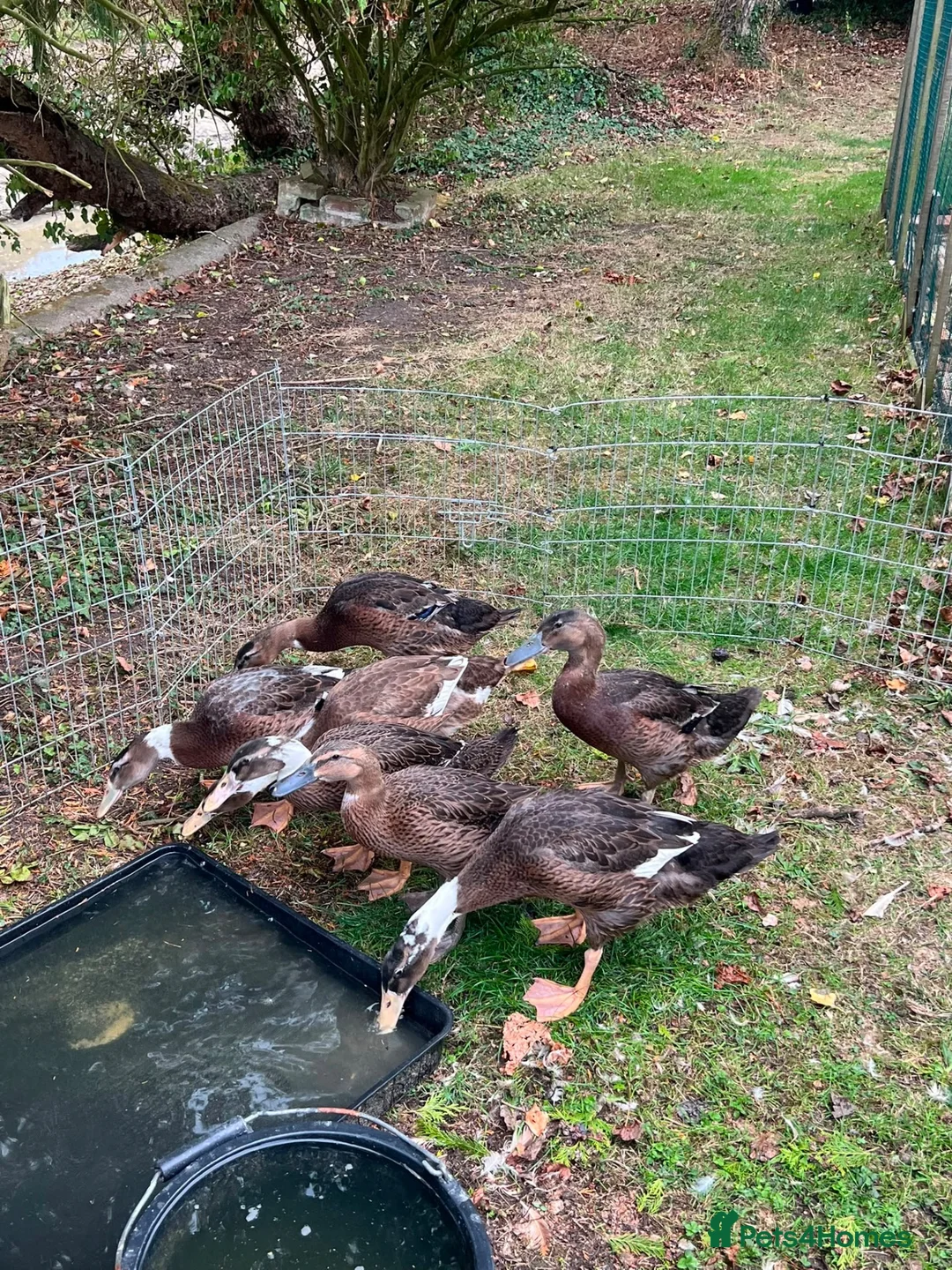 Ducks poultry for sale: 3 Runner beautiful colours and temperaments  in Stowmarket - Advert 2