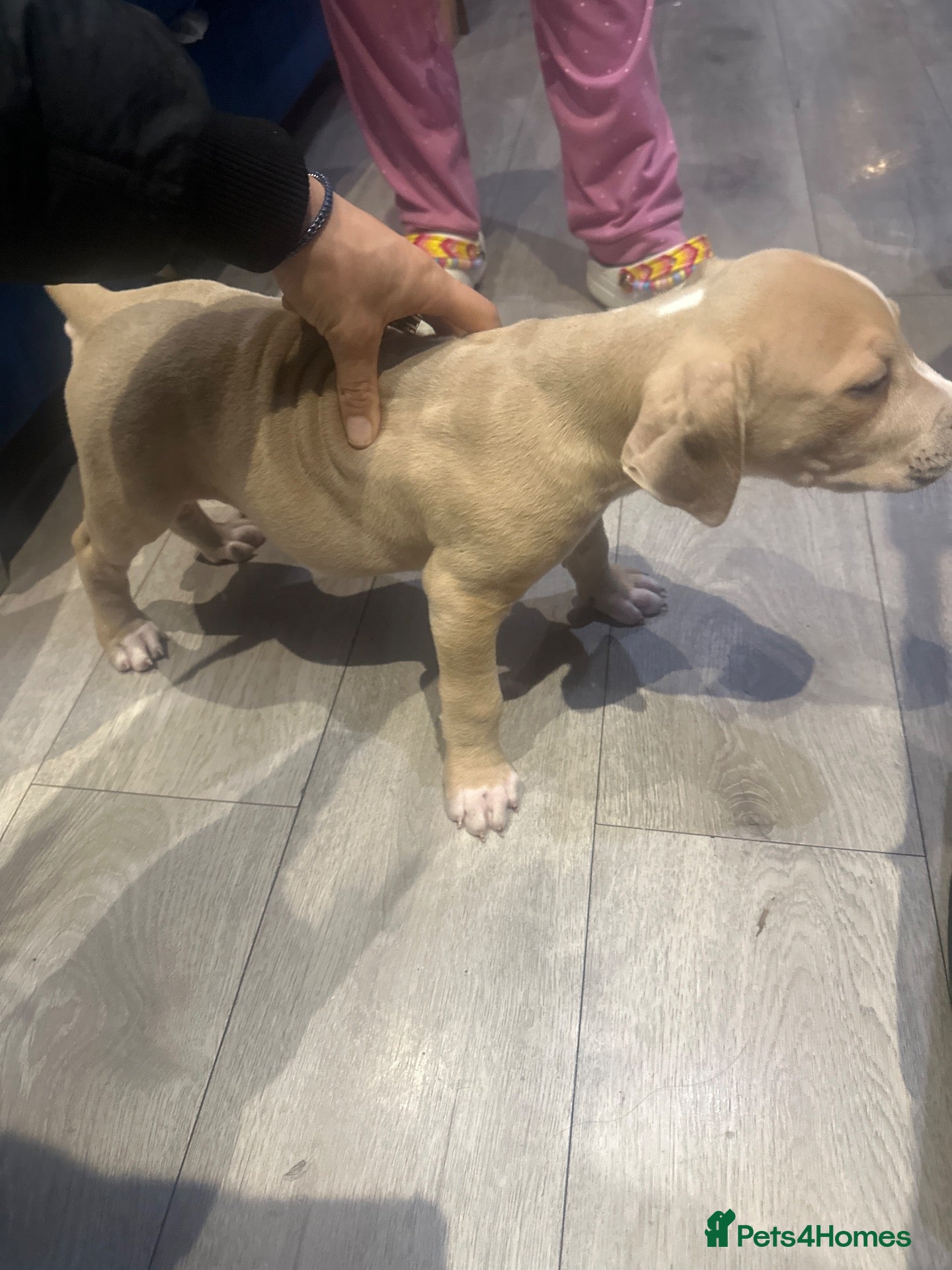 American Bulldog dogs for sale: American buldog - Advert 9
