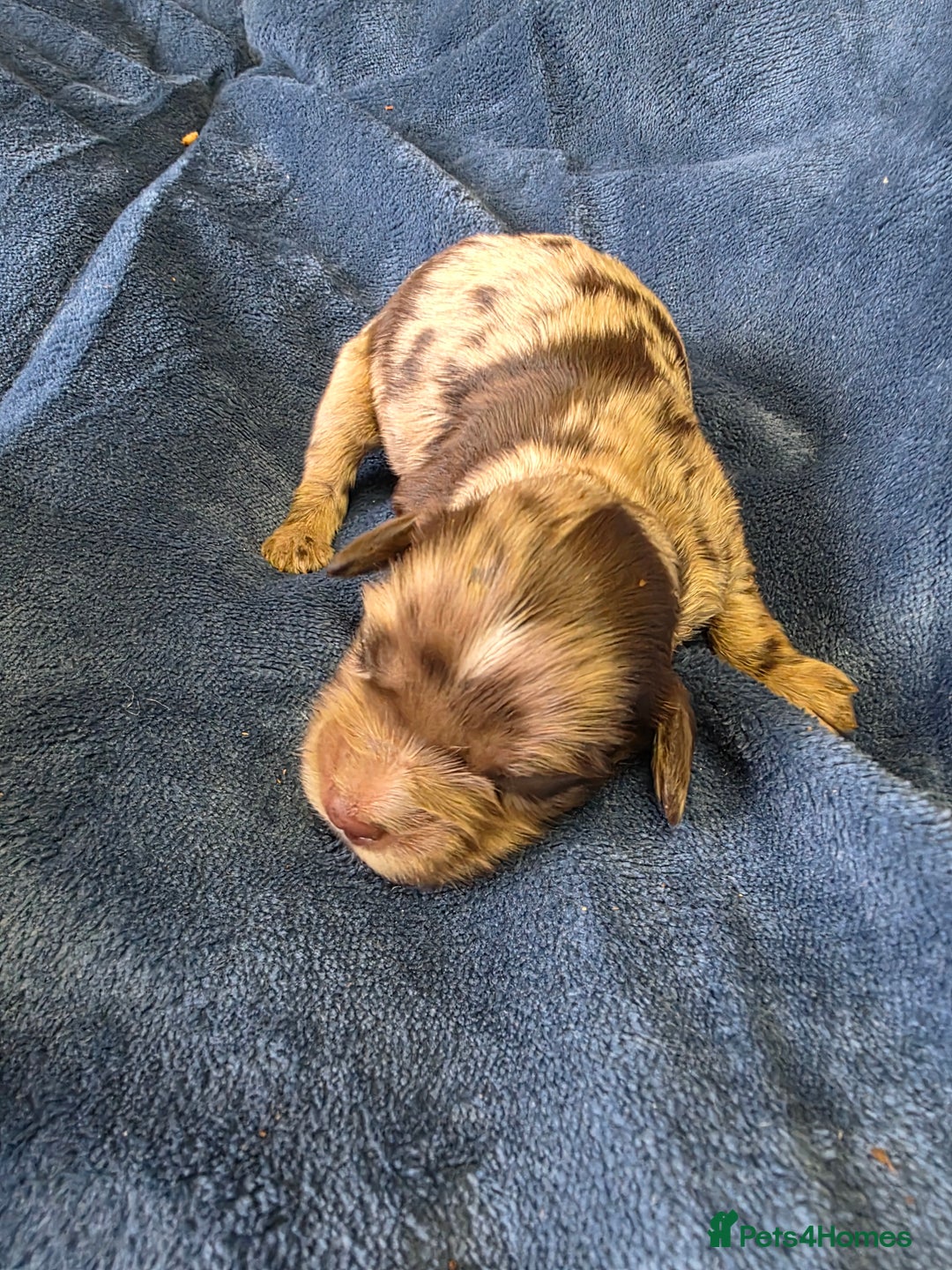 Cockapoo dogs for sale: Cockapoo puppies - Image 26