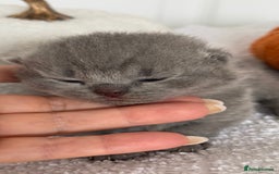 British Shorthair cats for sale: 🏆Champions line🏆BSH Blue kittens  - Image 2
