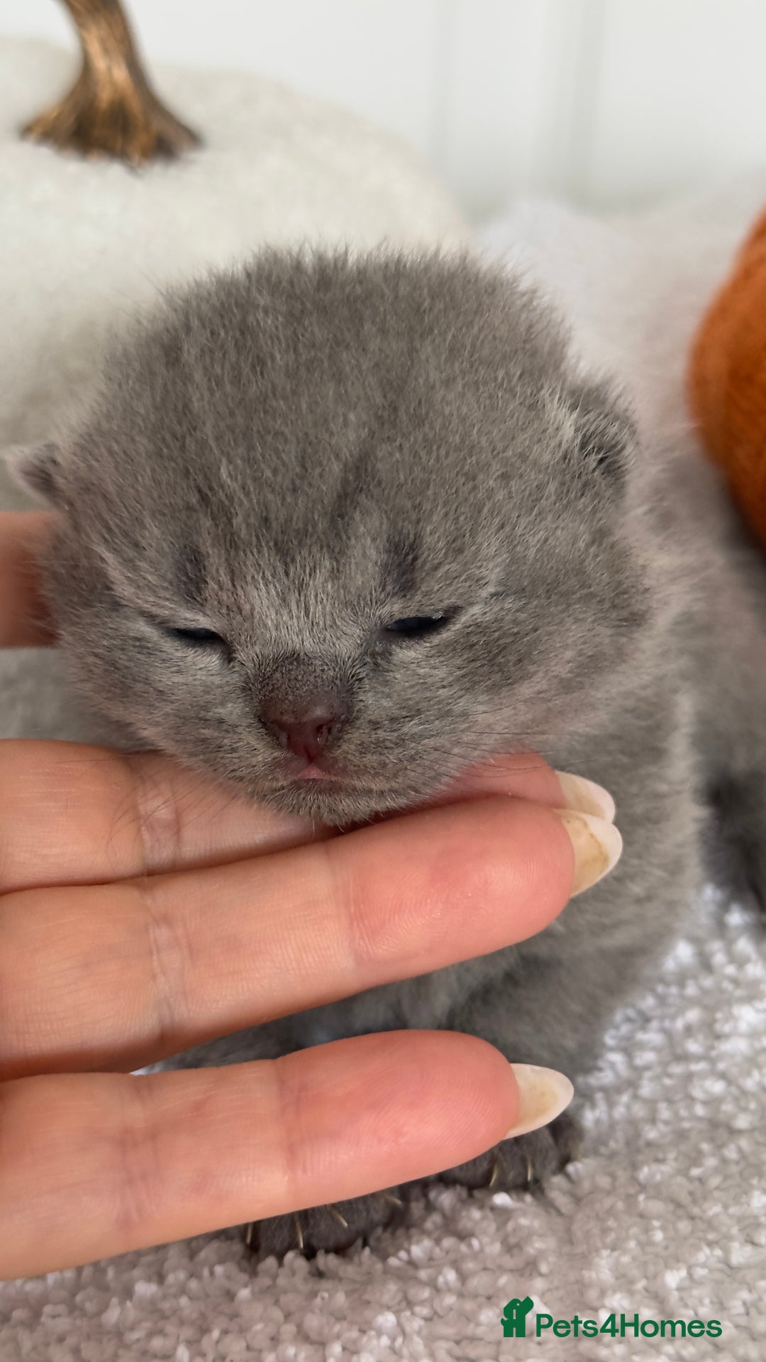 British Shorthair cats for sale: 🏆Champions line🏆BSH Blue kittens  - Image 2