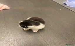American Shorthair cats for sale: Kittens  - Image 8