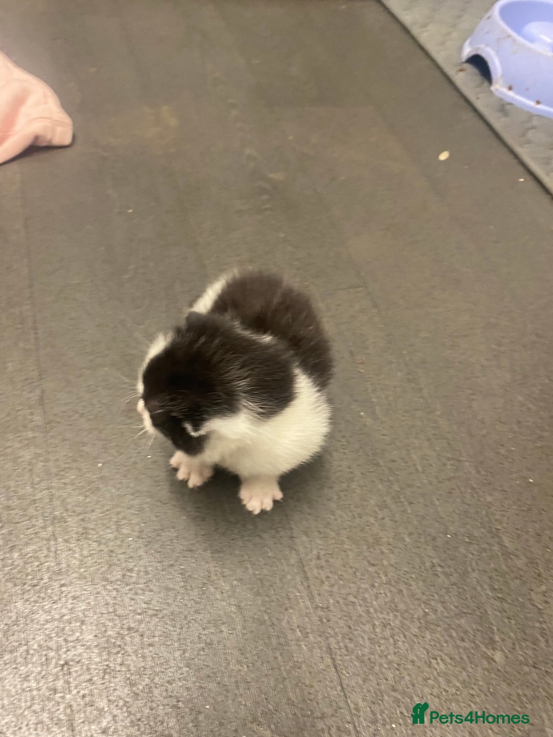 American Shorthair cats for sale: Kittens  - Image 8