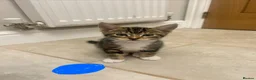 Mixed Breed cats for sale: 7 week old kittens in Sheerness - Advert 7