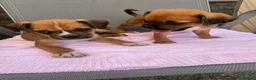 Jug dogs for sale: Beautiful Jug Puppies Ready Now in Abingdon - Advert 11