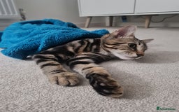 Mixed Breed cats for sale: Beautiful Male Tabby Kitten for Rehoming - Image 6
