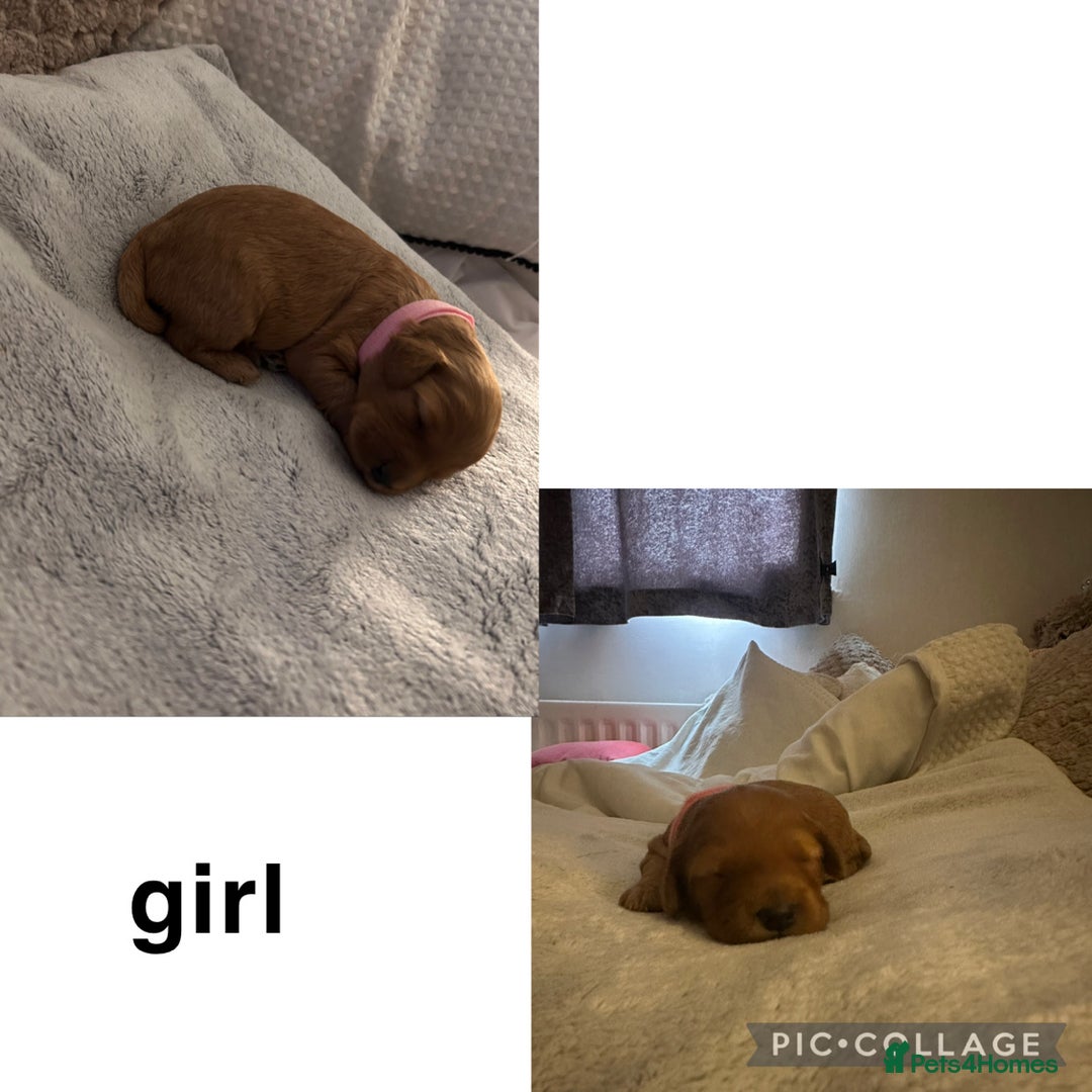 Cockapoo dogs for sale: 6 Beautiful Cockerpoo puppies for sale.  - Advert 11