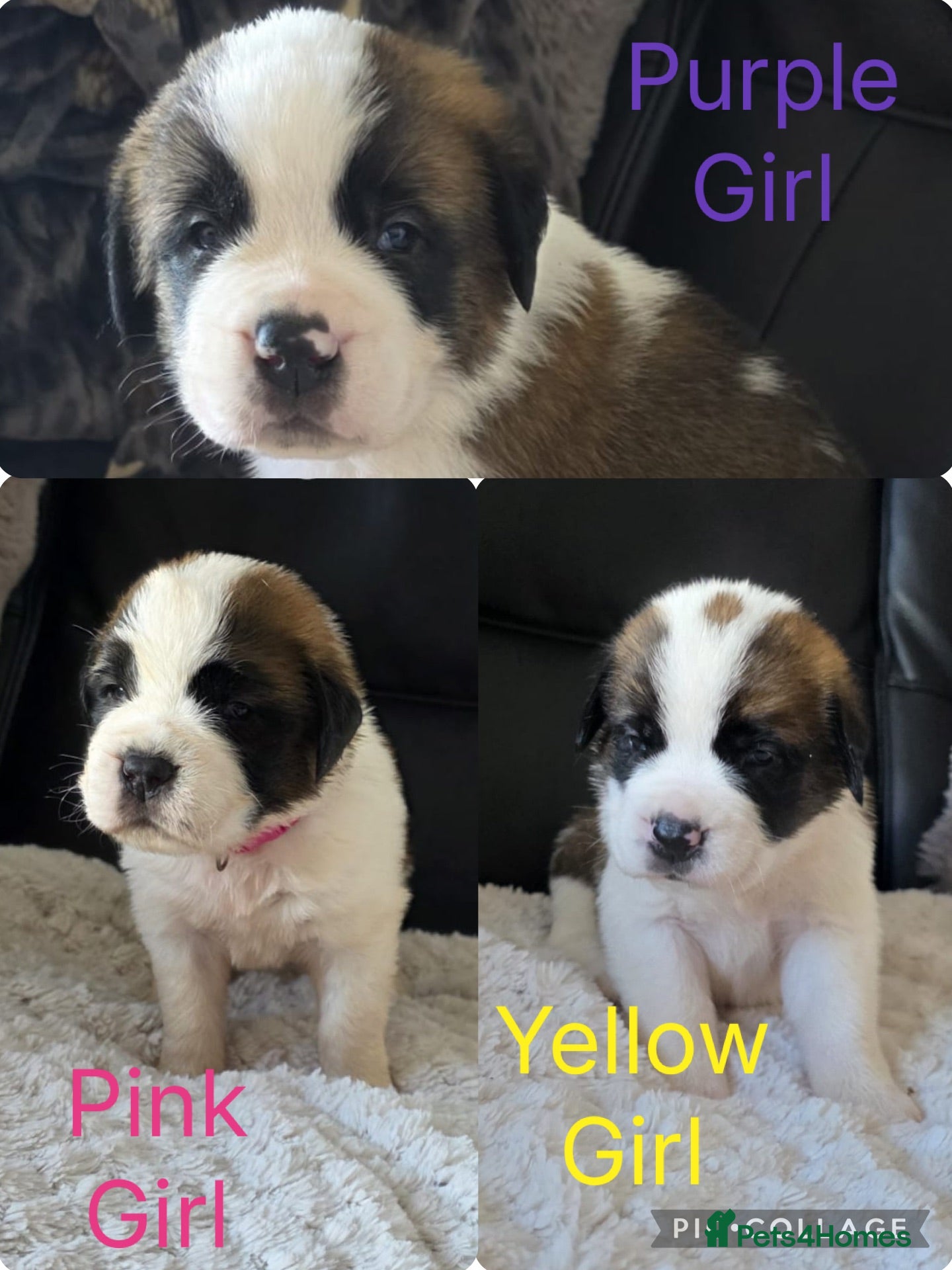 Saint Bernard dogs ONLY FEMALES LEFT!Saint Bernard Puppies For Sale🐶 - Advert 4