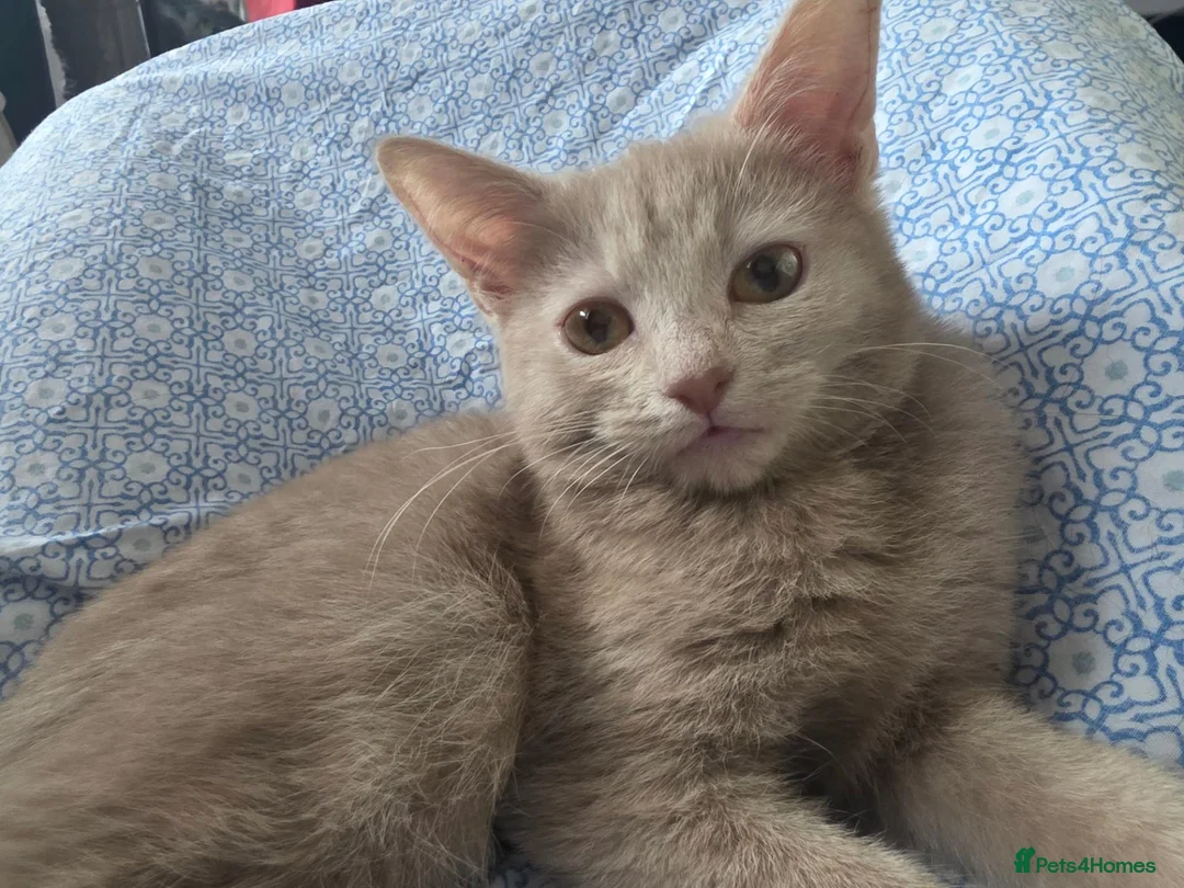Mixed Breed cats for sale: SPECIAL discount £ only beige kitten ❤️❤️😻💓  - Advert 1