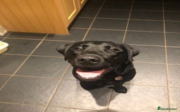 Labrador Retriever dogs for stud: Prince  - Image 1