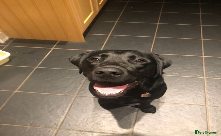 Labrador Retriever dogs - Advert 1