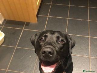 Labrador Retriever dogs - Advert 2