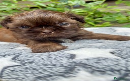 Shih Tzu dogs for sale: KC reg, 2 left! Potential blondes in Tamworth - Image 18