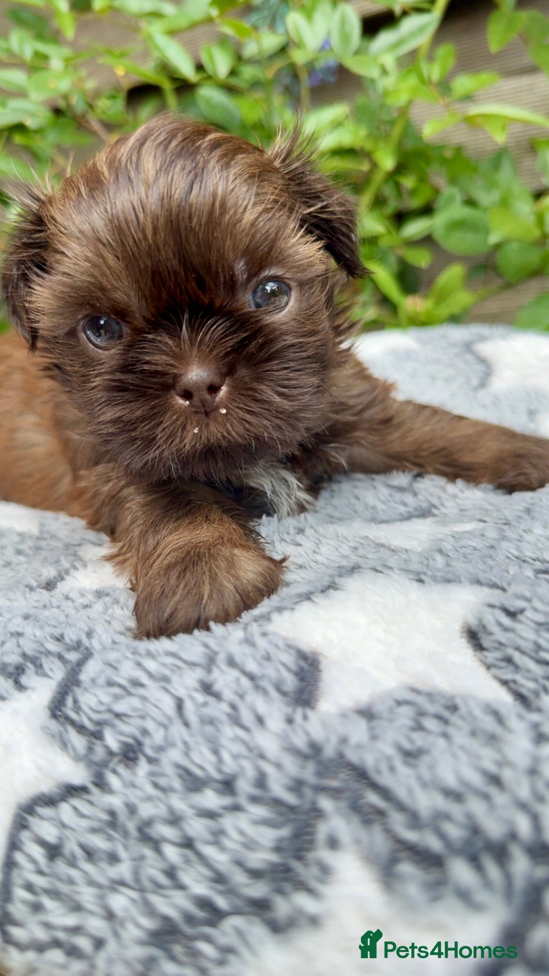 Shih Tzu dogs for sale: KC reg, 2 left! Potential blondes in Tamworth - Image 18