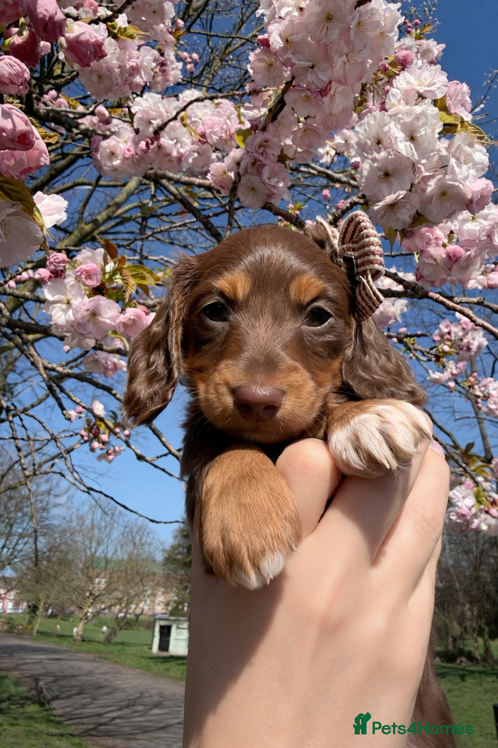 Miniature Dachshund dogs  Chocolate long hair dapples  - Advert 9