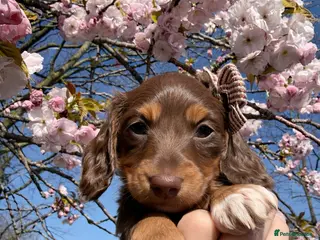 Miniature Dachshund dogs Chocolate long hair dapples - Advert 9