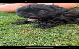 Shih Tzu dogs for sale: Black Shih tzu puppie - Image 6
