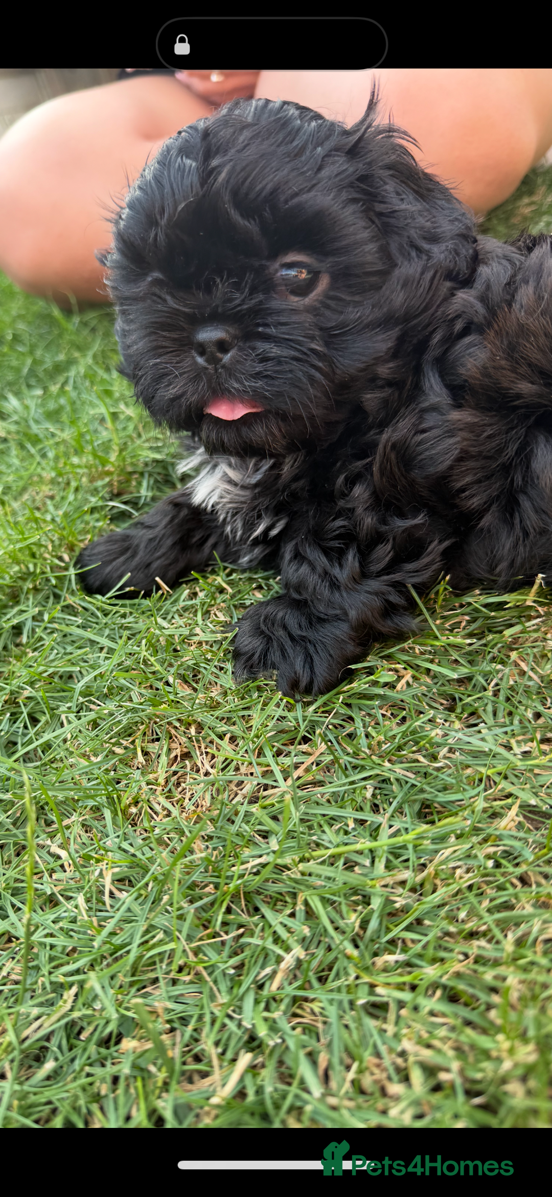 Shih Tzu dogs for sale: Black Shih tzu puppie - Image 6