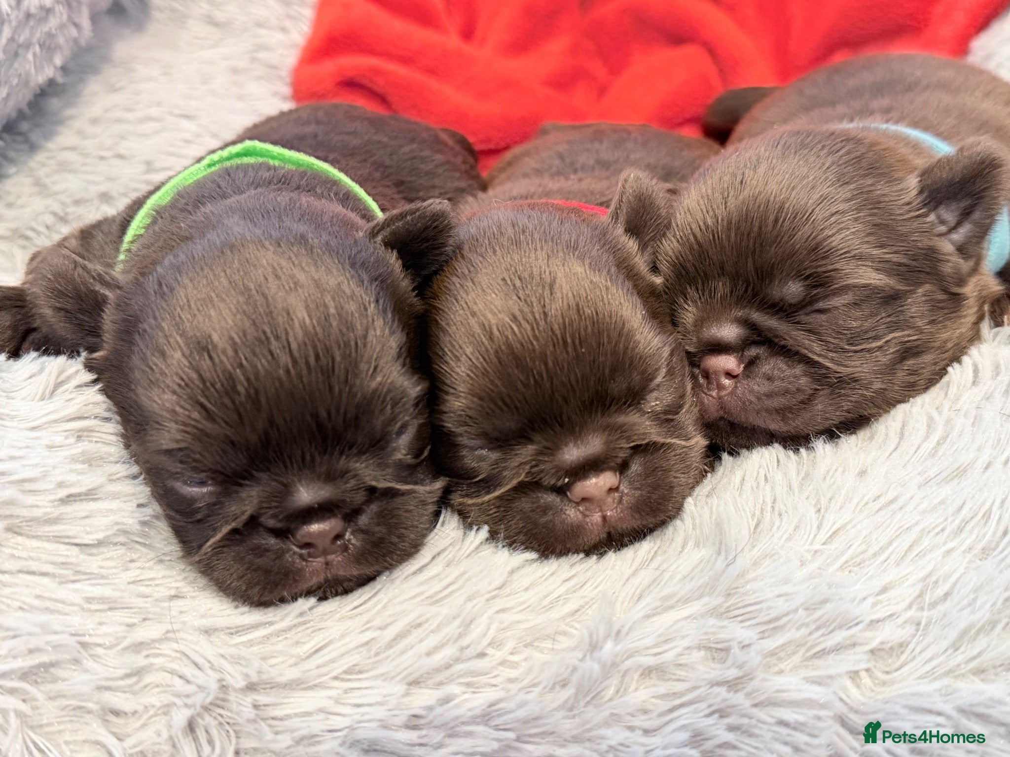 Griffon Bruxellois dogs Three chocolate boys  - Advert 16